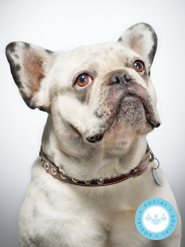 Dog named Edgar A Poe